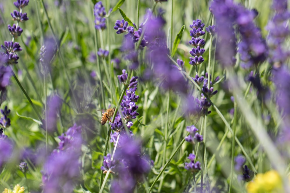 purple flower in the field