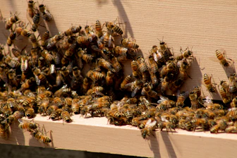 brown and black bee on white textile