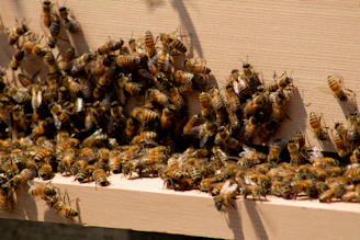 brown and black bee on white textile