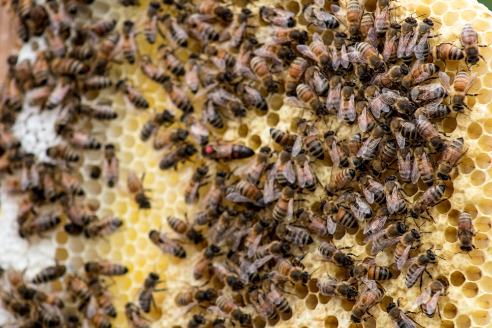 brown and black bee on white textile