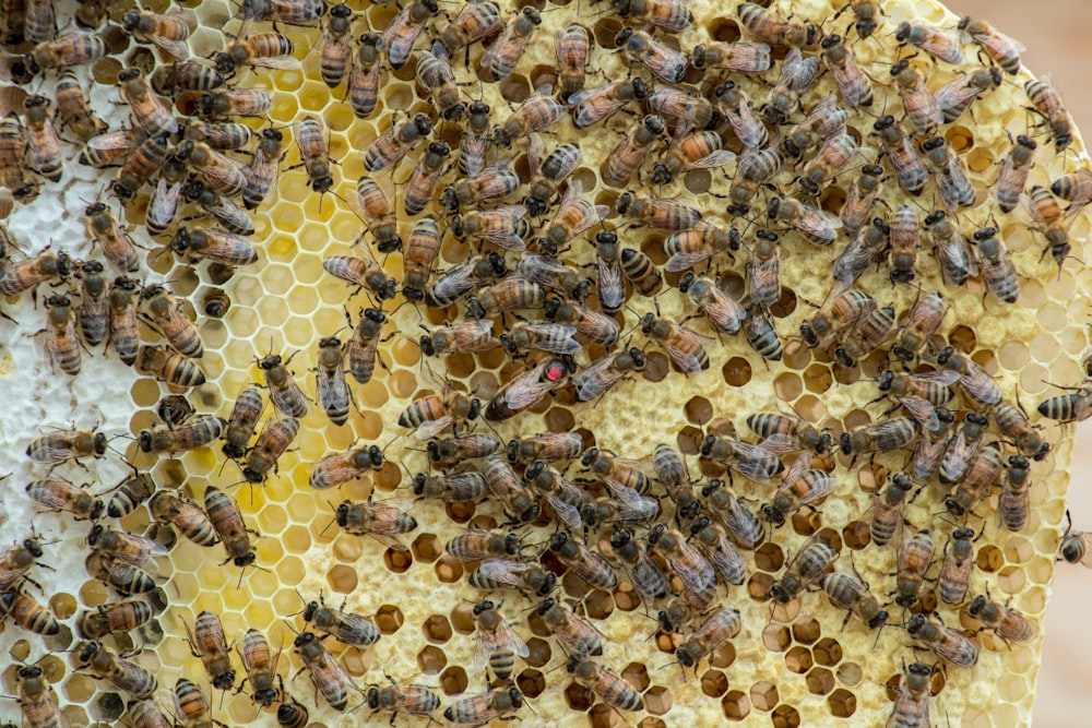 Abeille brune et noire sur fond blanc