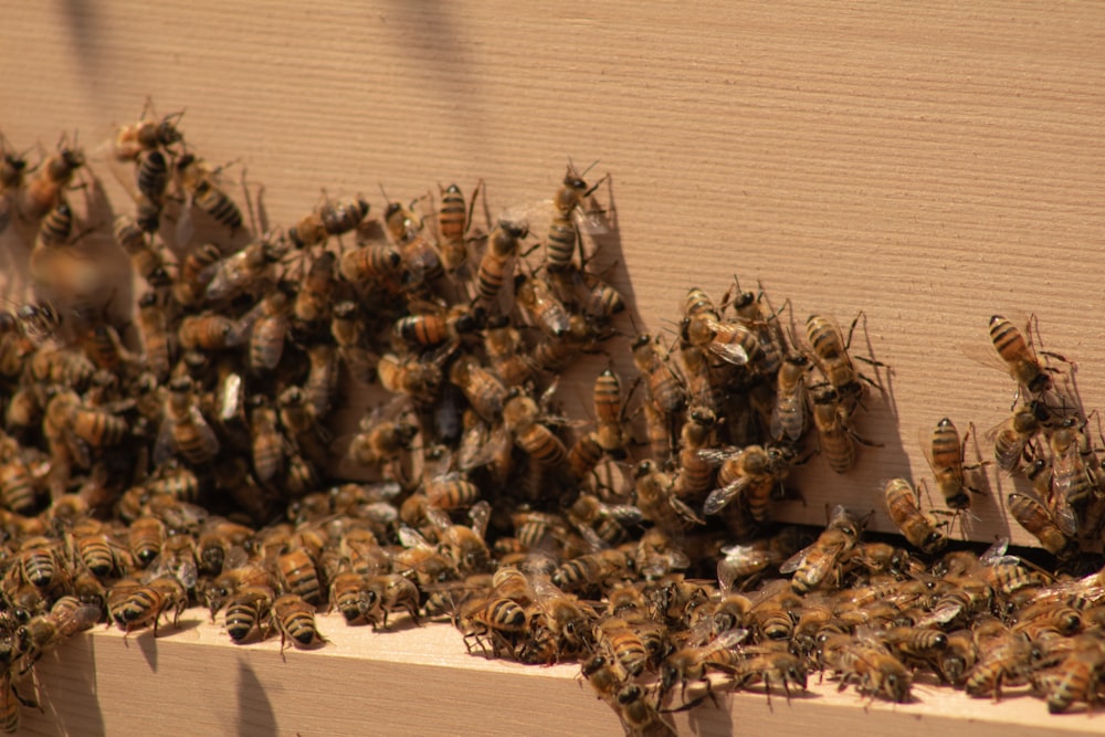 brown and black bee on brown cardboard box