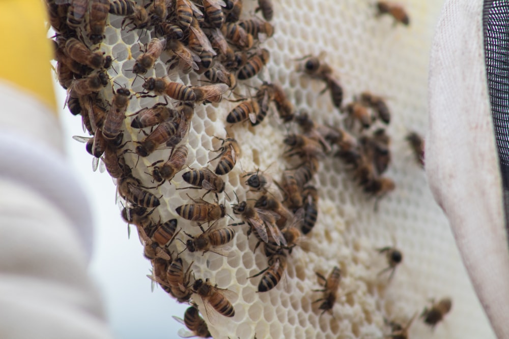 brown and black bee on white textile