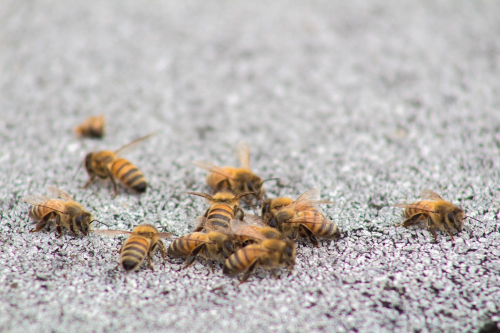 brown and black bee on white concrete floor