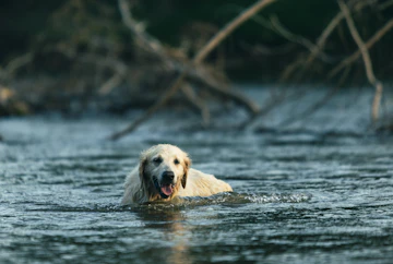 Golden Retriever enjoying the water
