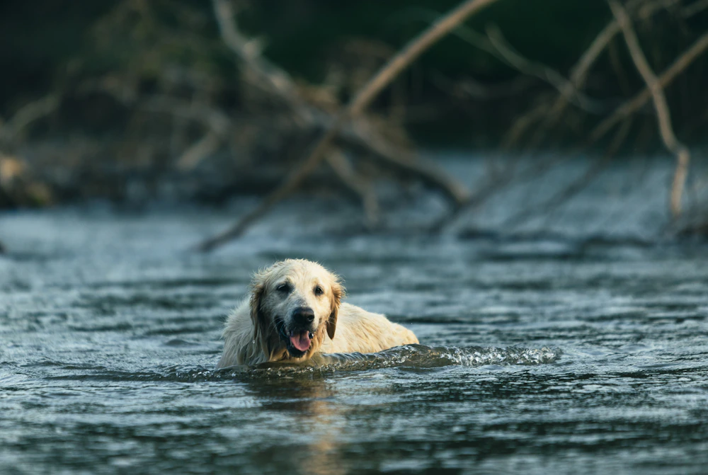 Golden Retriever enjoying the water