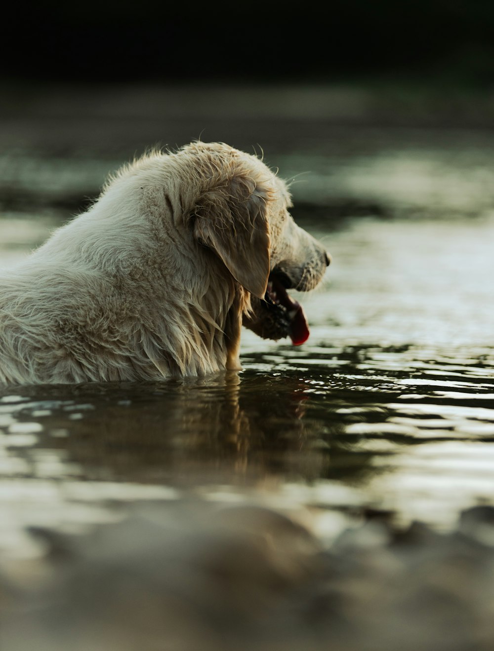 cão branco de pelagem curta bebendo água na água durante o dia