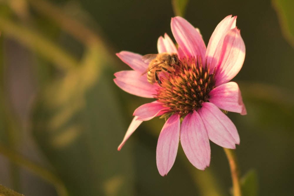 pink and white flower in tilt shift lens