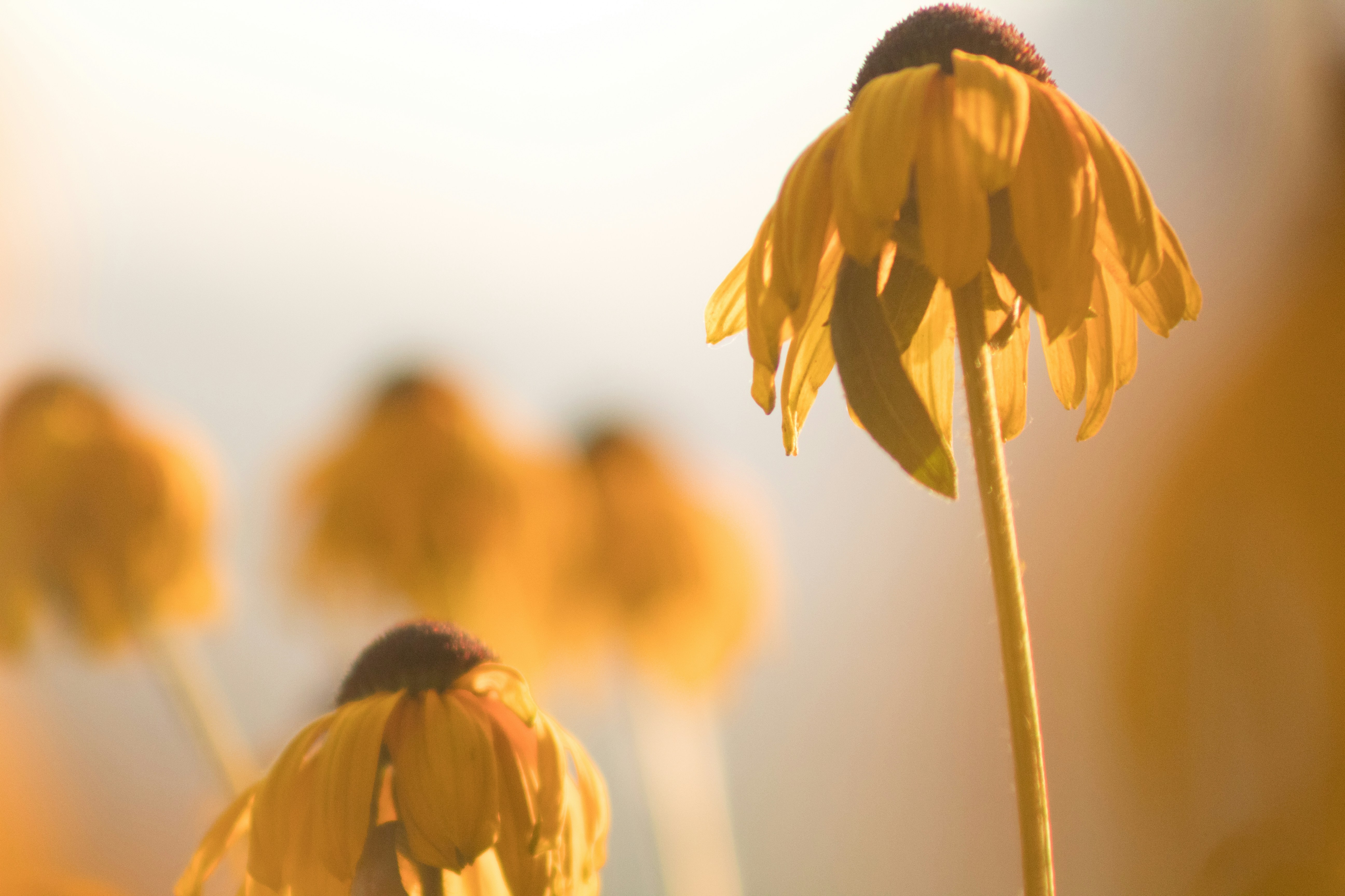 yellow sunflower in close up photography during daytime