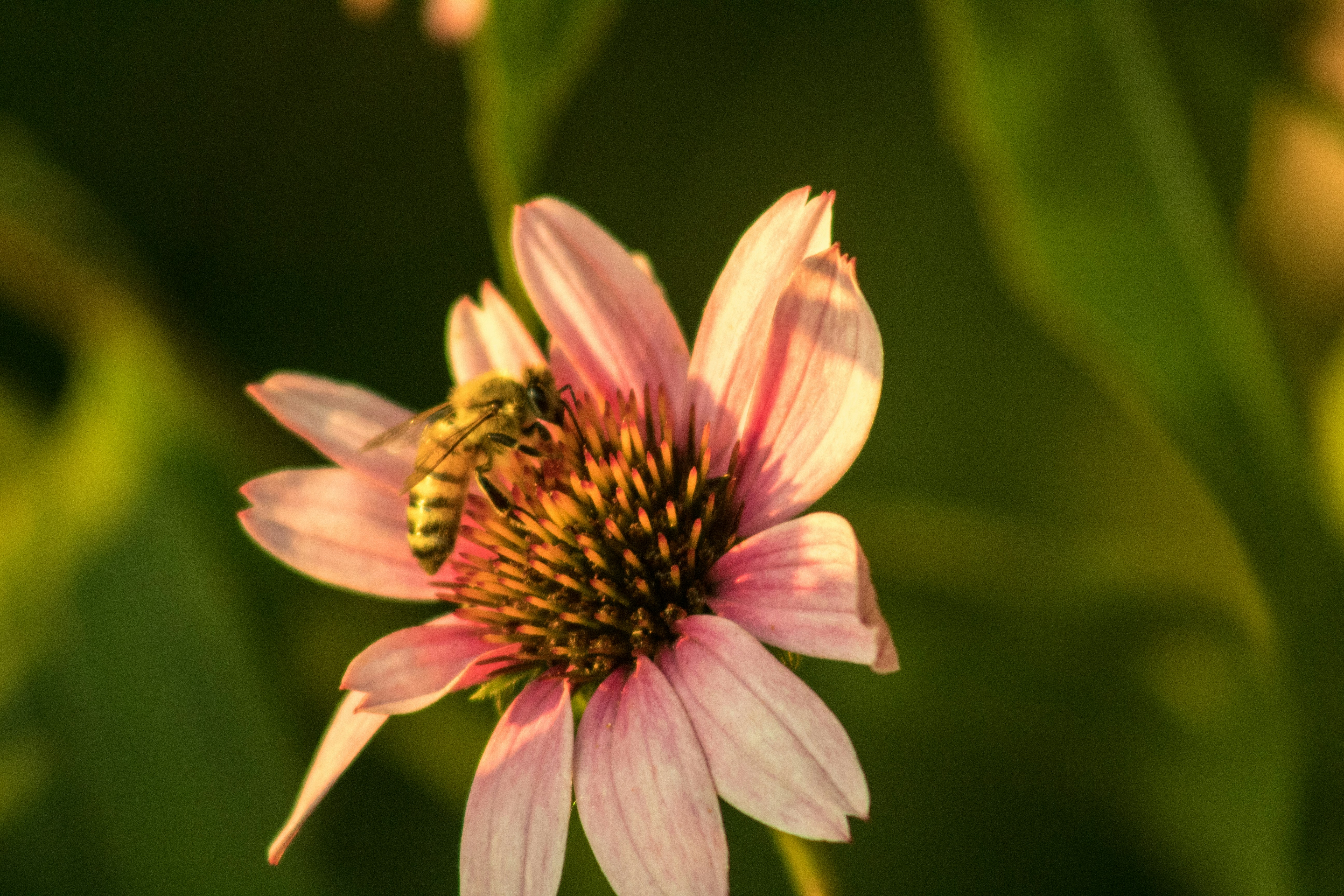 Best Native Plants for Pollinators in Your Garden