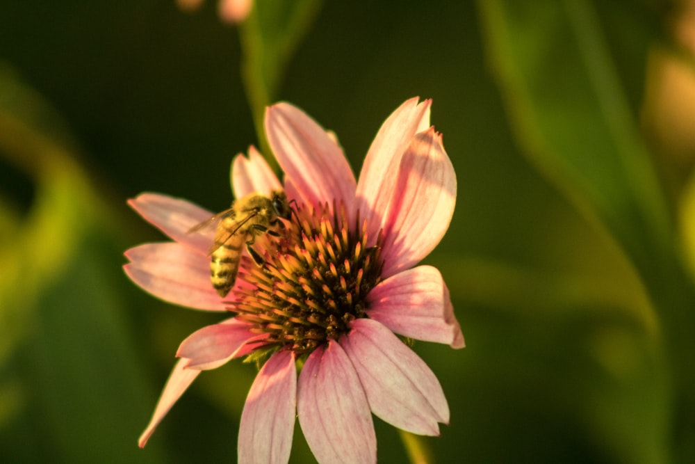 flor rosa e amarela na lente tilt shift