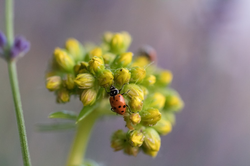 red ladybug perched on yellow flower in close up photography during daytime
