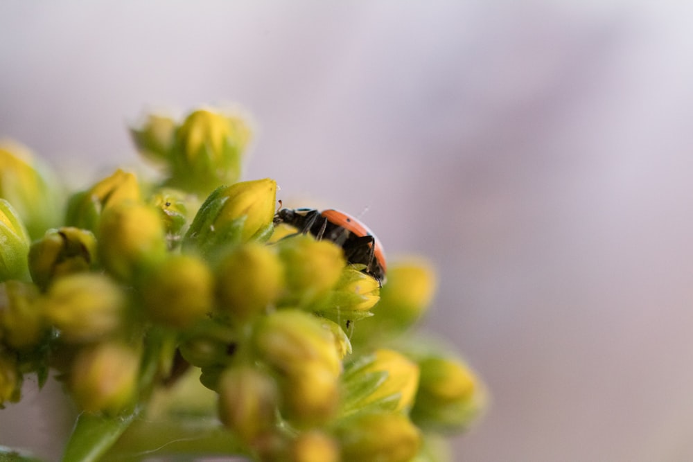 black and orange ladybug perched on yellow flower in close up photography during daytime