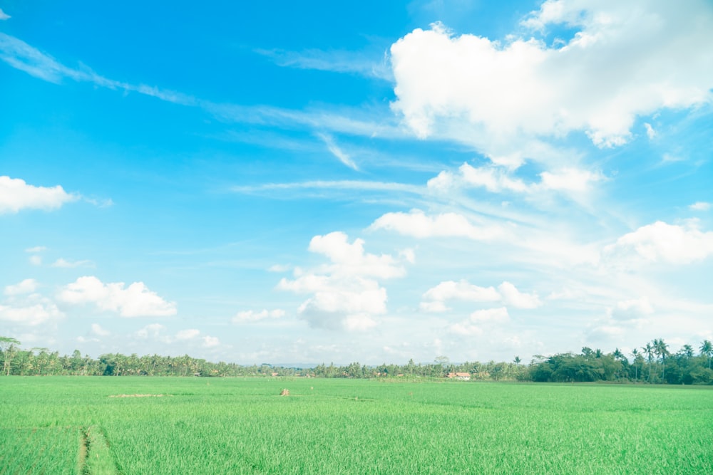 campo de hierba verde bajo el cielo azul y nubes blancas durante el día
