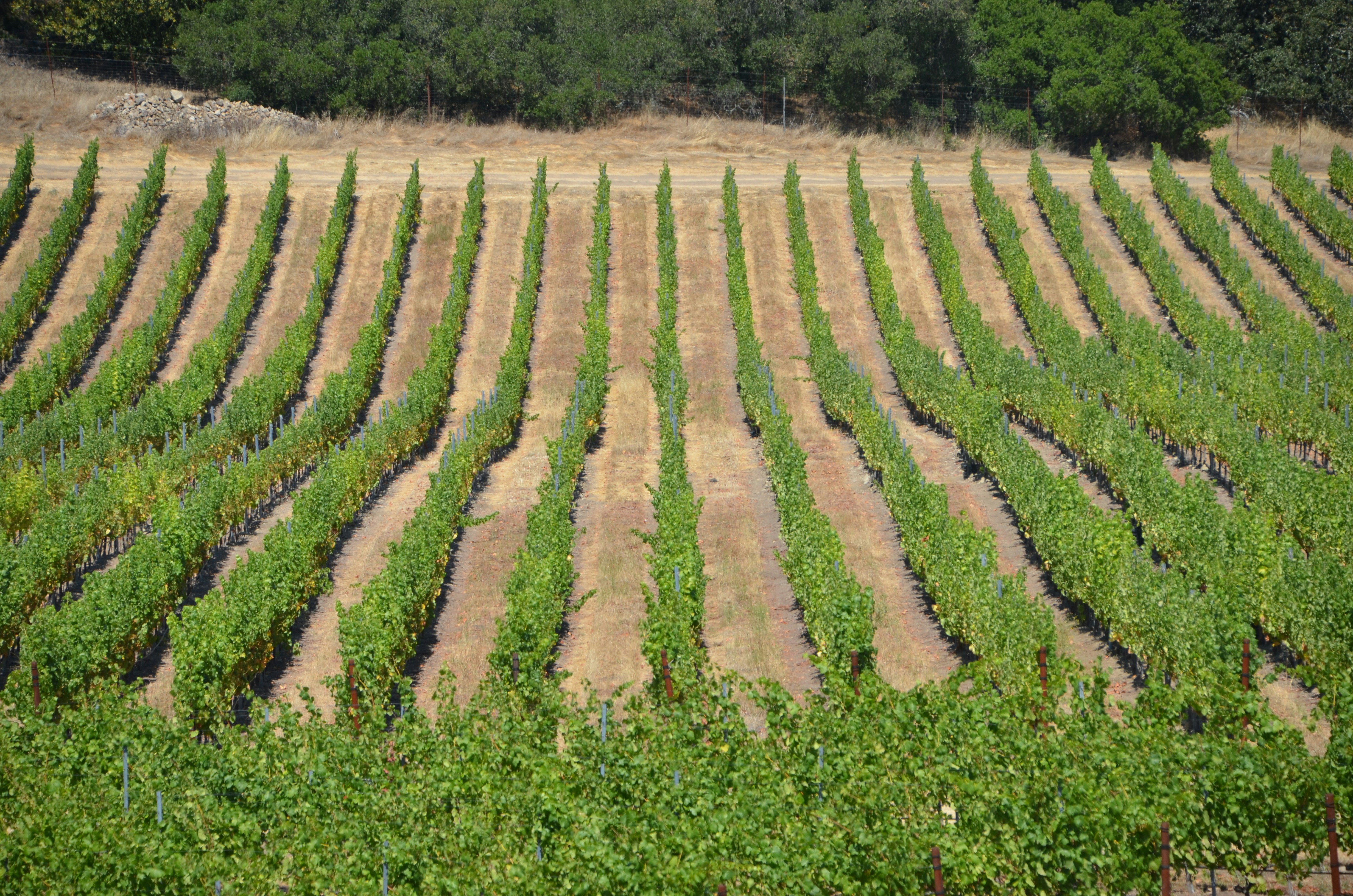 Photo by chapelbeach