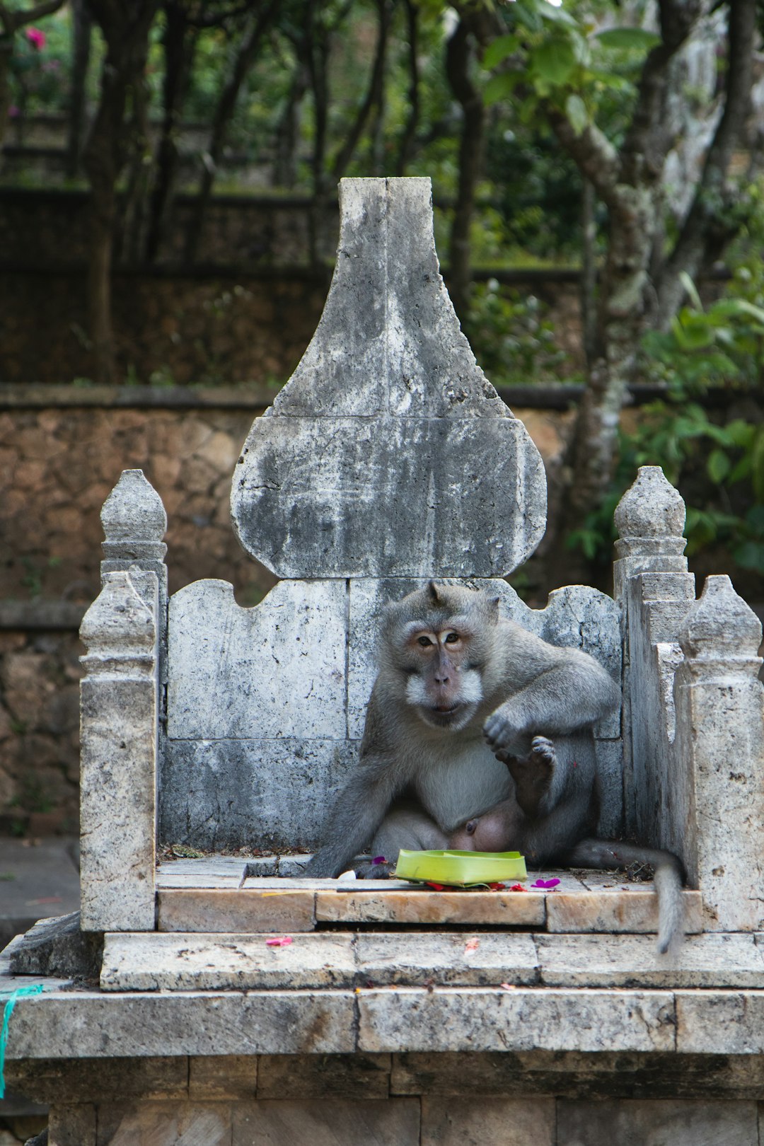 gray monkey sitting on gray concrete bench during daytime