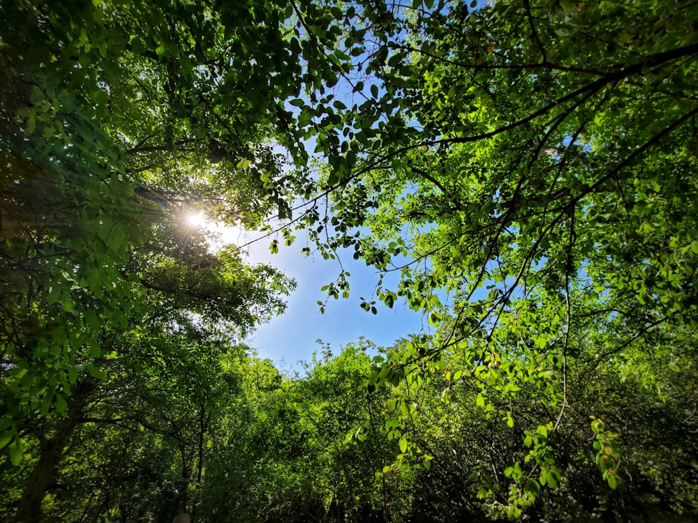 árboles verdes bajo el cielo azul durante el día