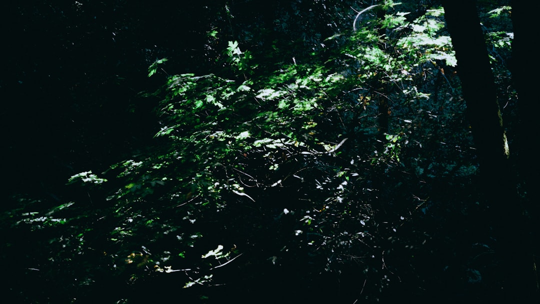 green leaves on brown soil