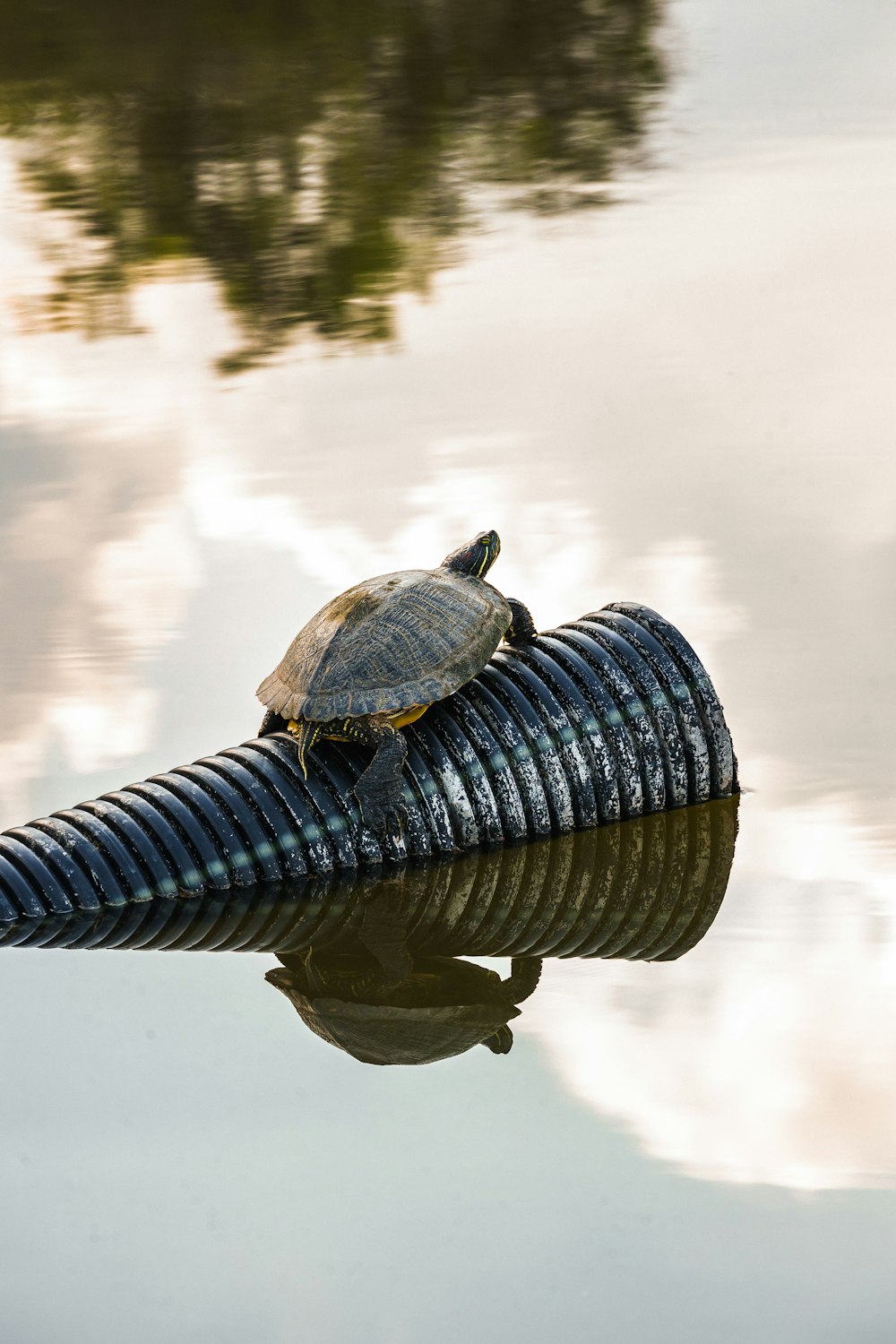 black turtle on body of water during daytime