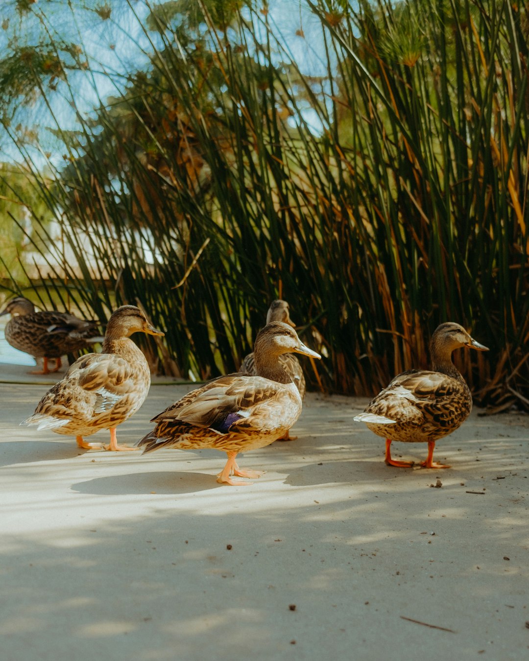 flock of brown and white duck on gray concrete road during daytime