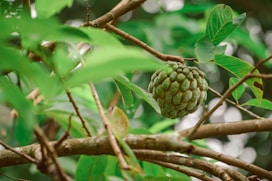 a green fruit hanging from a tree branch