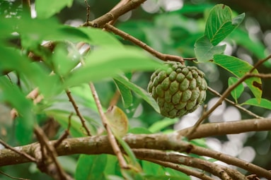 a green fruit hanging from a tree branch