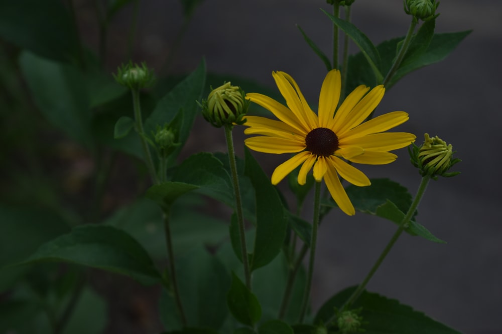 yellow flower in tilt shift lens