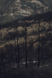 A desolate landscape featuring tall, charred trees standing starkly against a backdrop of hilly terrain. There are winding dirt paths and sections of bare, darkened ground, indicating recent wildfire damage. The atmosphere feels somber and still.