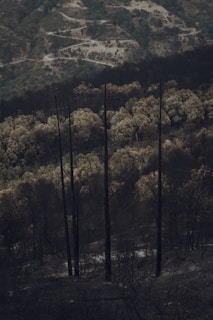 A desolate landscape featuring tall, charred trees standing starkly against a backdrop of hilly terrain. There are winding dirt paths and sections of bare, darkened ground, indicating recent wildfire damage. The atmosphere feels somber and still.