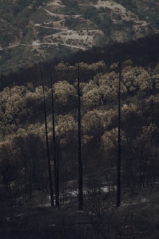 A desolate landscape featuring tall, charred trees standing starkly against a backdrop of hilly terrain. There are winding dirt paths and sections of bare, darkened ground, indicating recent wildfire damage. The atmosphere feels somber and still.
