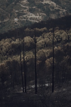 A desolate landscape featuring tall, charred trees standing starkly against a backdrop of hilly terrain. There are winding dirt paths and sections of bare, darkened ground, indicating recent wildfire damage. The atmosphere feels somber and still.