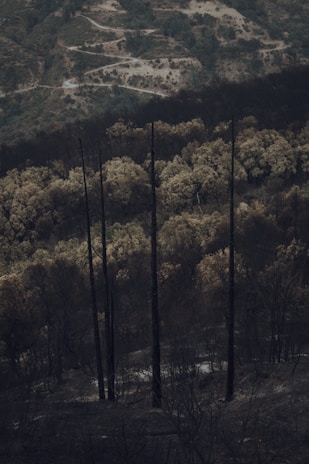 A desolate landscape featuring tall, charred trees standing starkly against a backdrop of hilly terrain. There are winding dirt paths and sections of bare, darkened ground, indicating recent wildfire damage. The atmosphere feels somber and still.