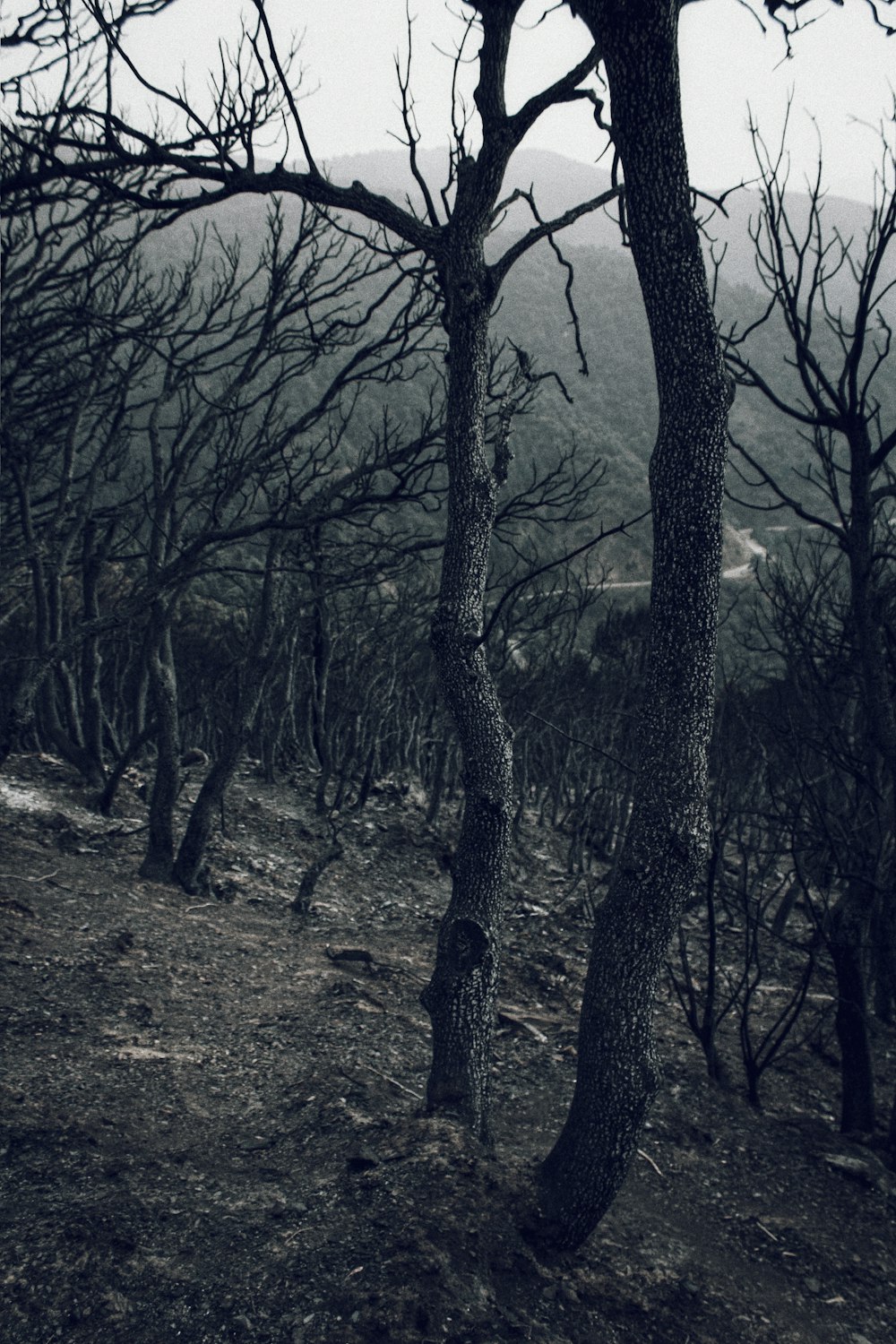 black bare tree on brown soil