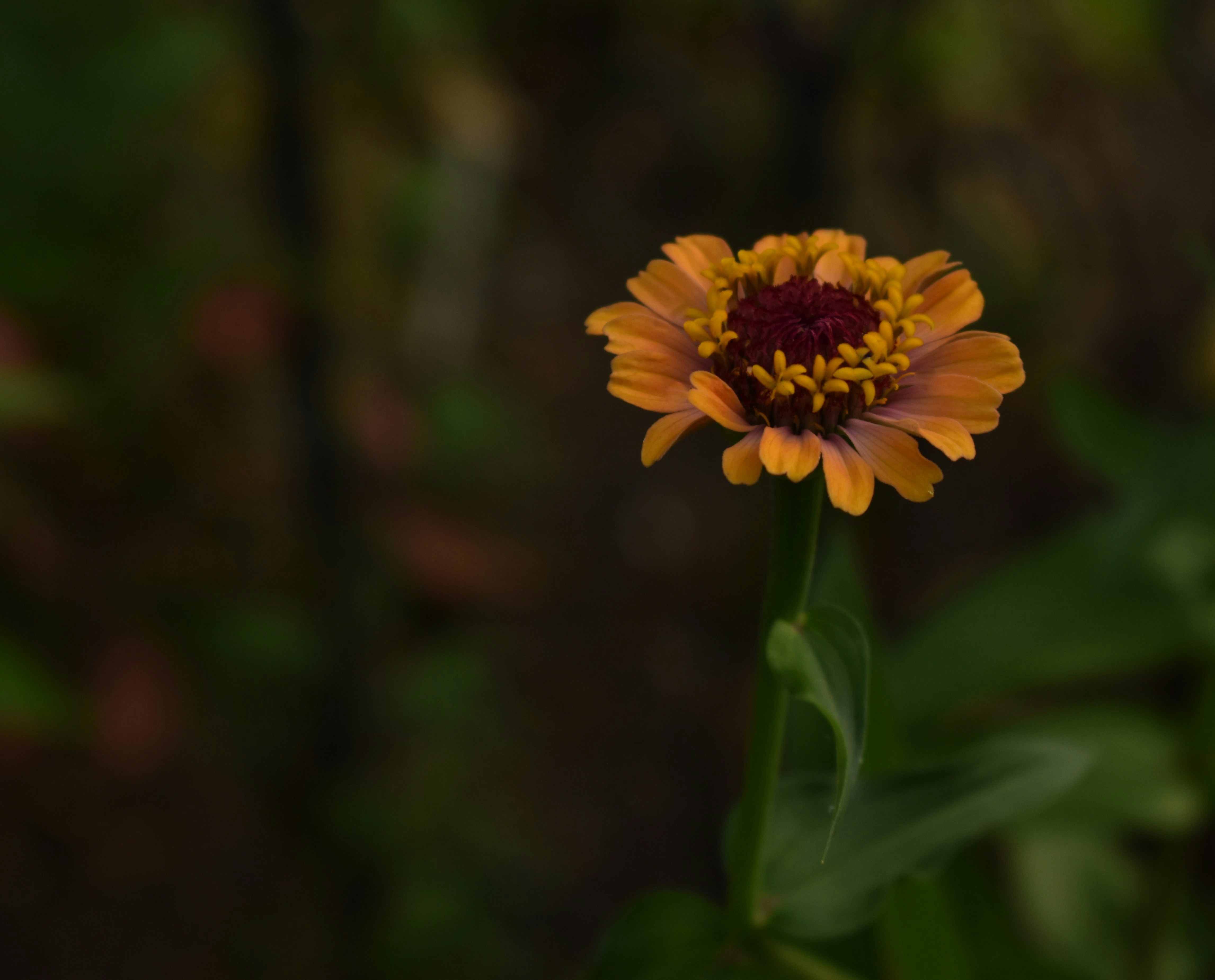 yellow flower in tilt shift lens