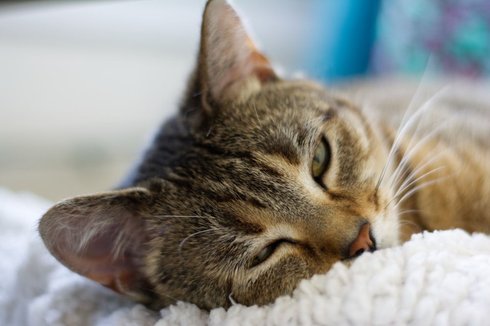 brown tabby cat lying on white textile