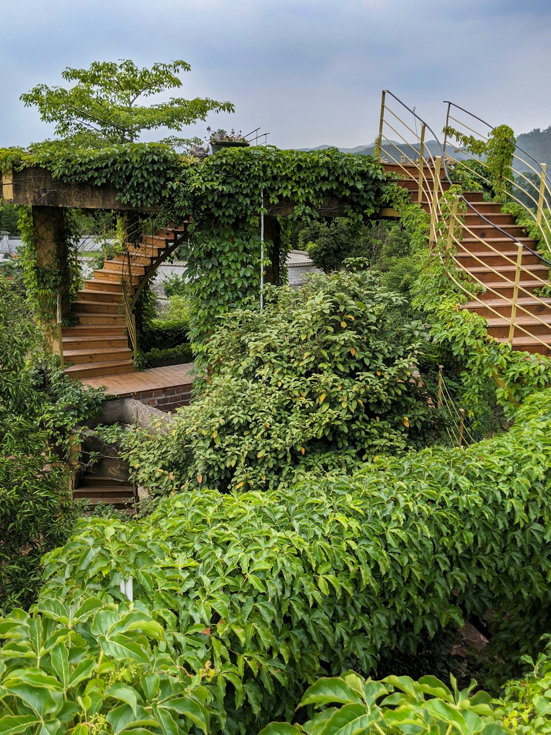 green plants on brown wooden stairs