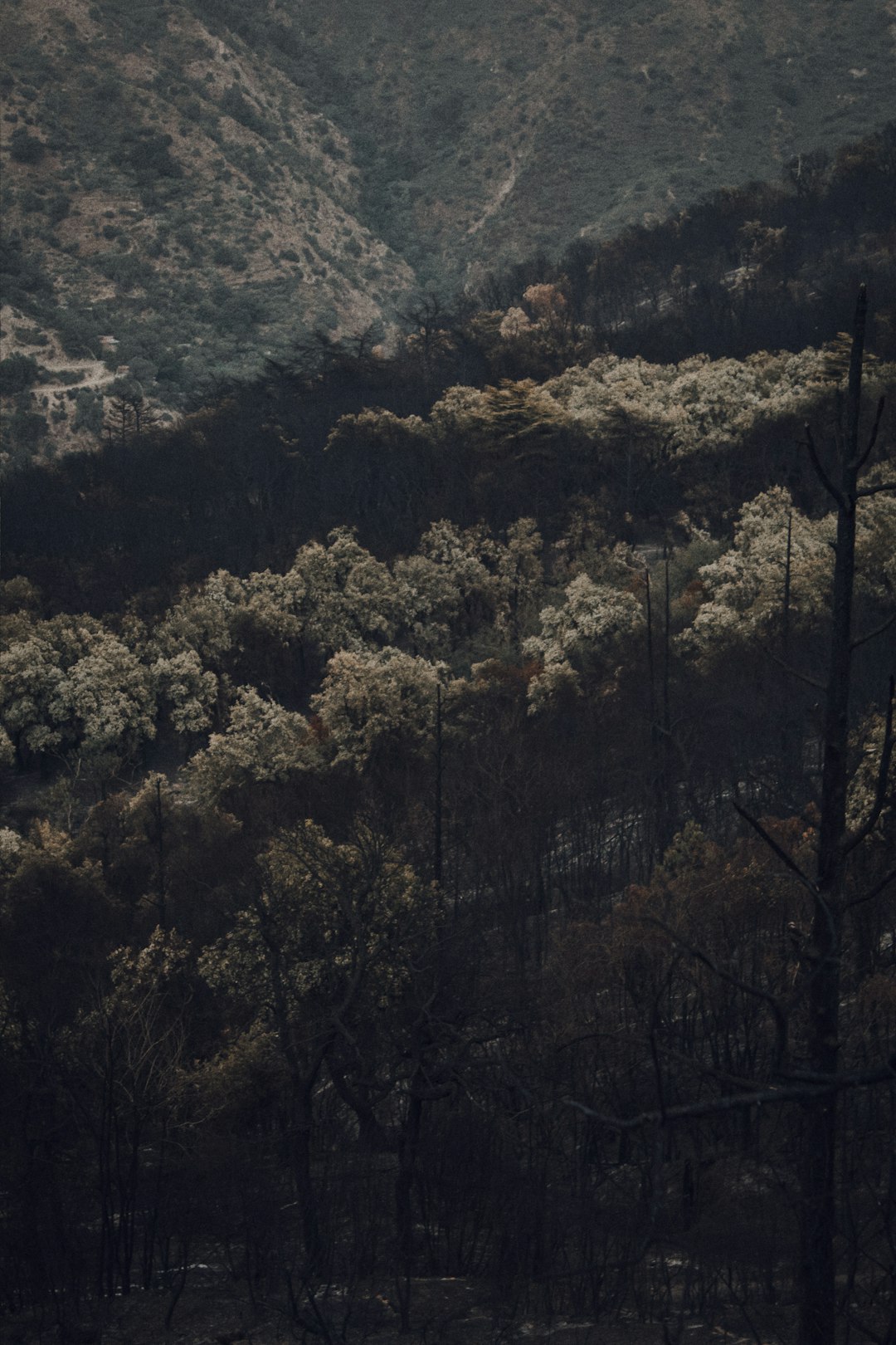 brown trees on mountain during daytime