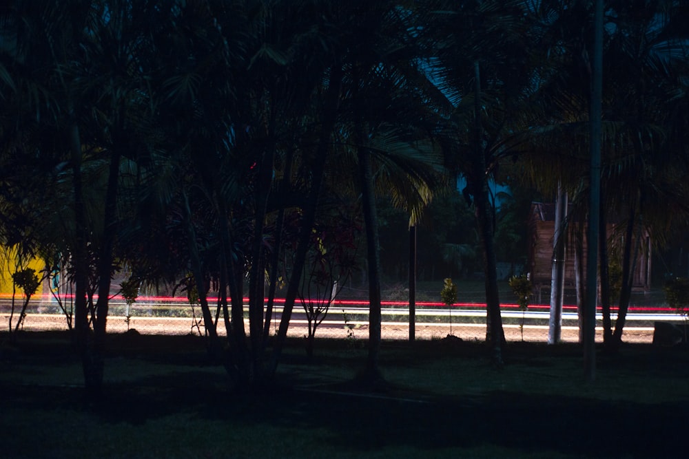 green palm trees during night time