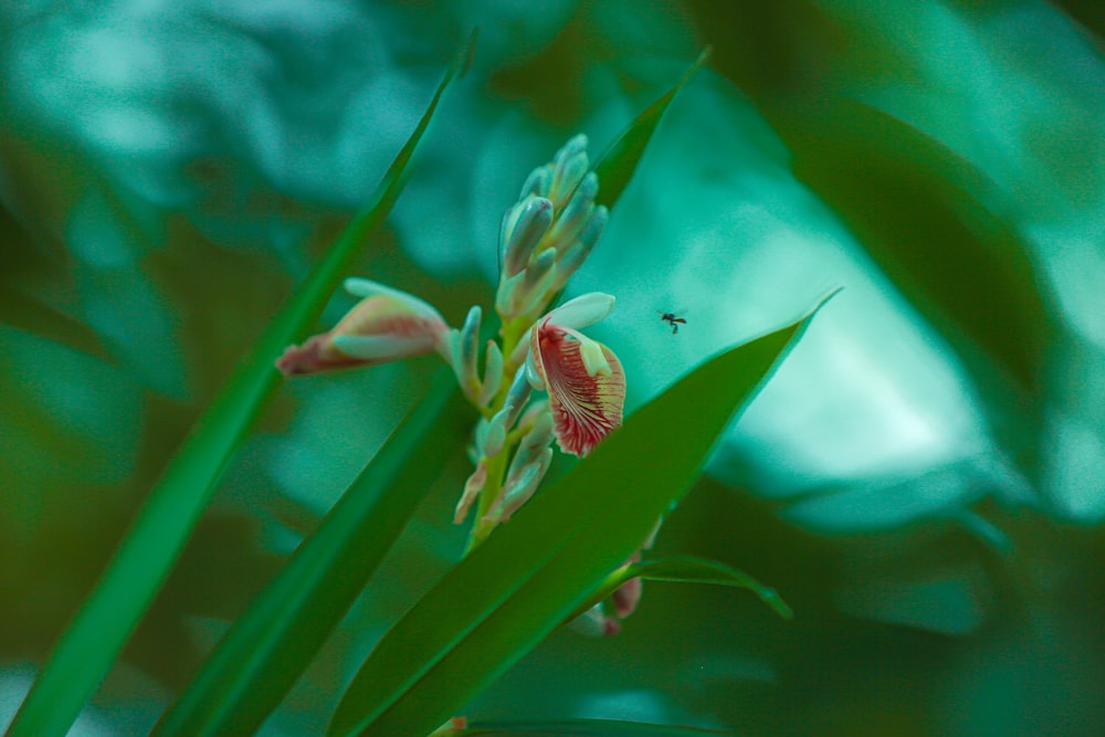 green plant in macro lens photography