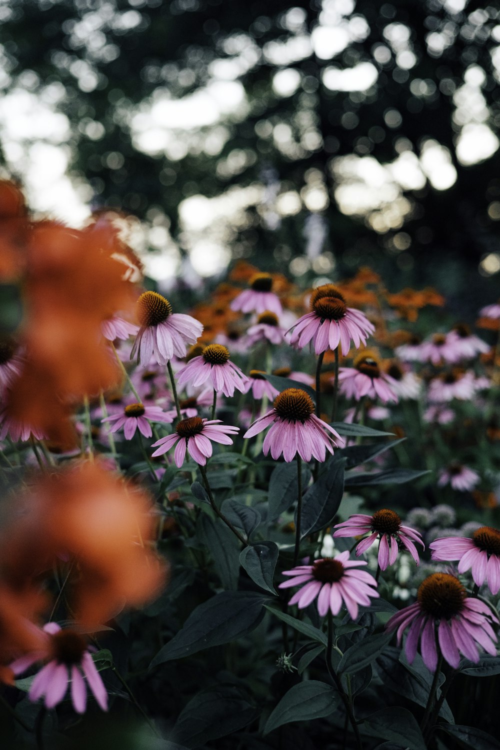 red and white flowers in tilt shift lens