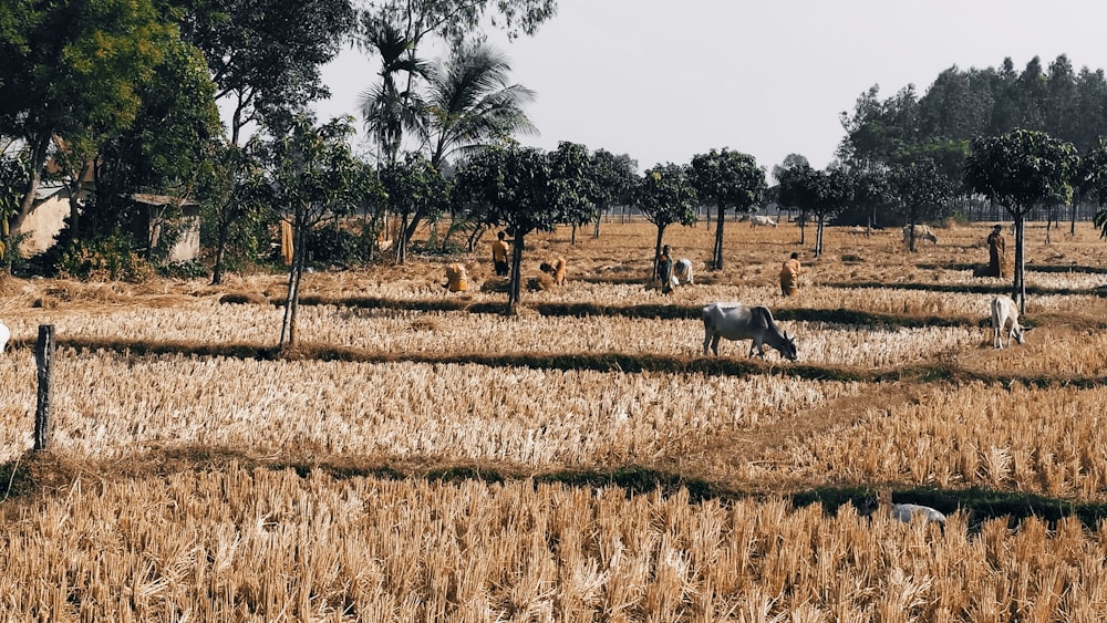 white sheep on brown grass field during daytime