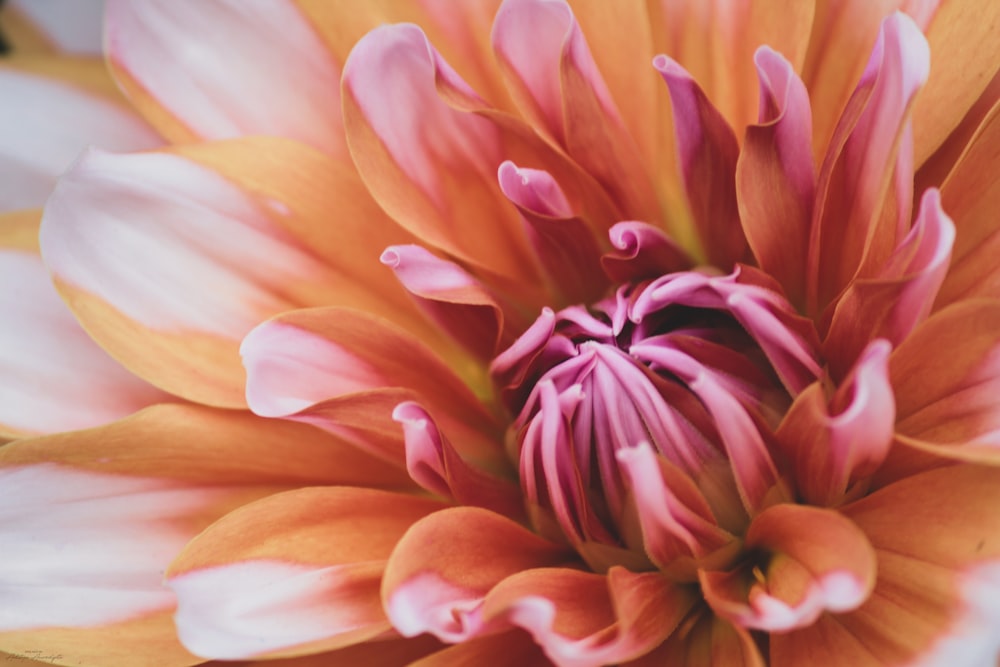 yellow and purple flower in macro photography