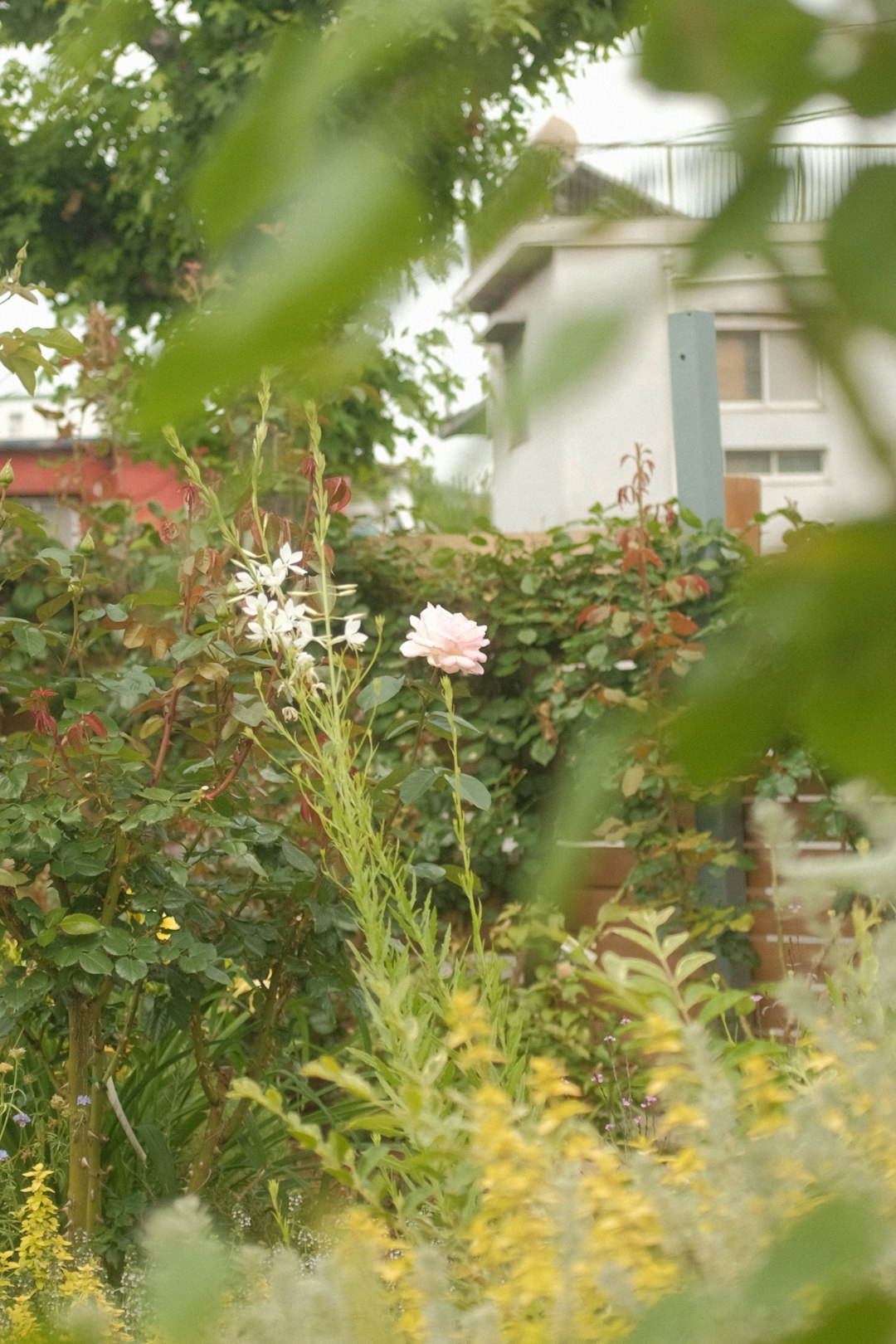 white flowers with green leaves