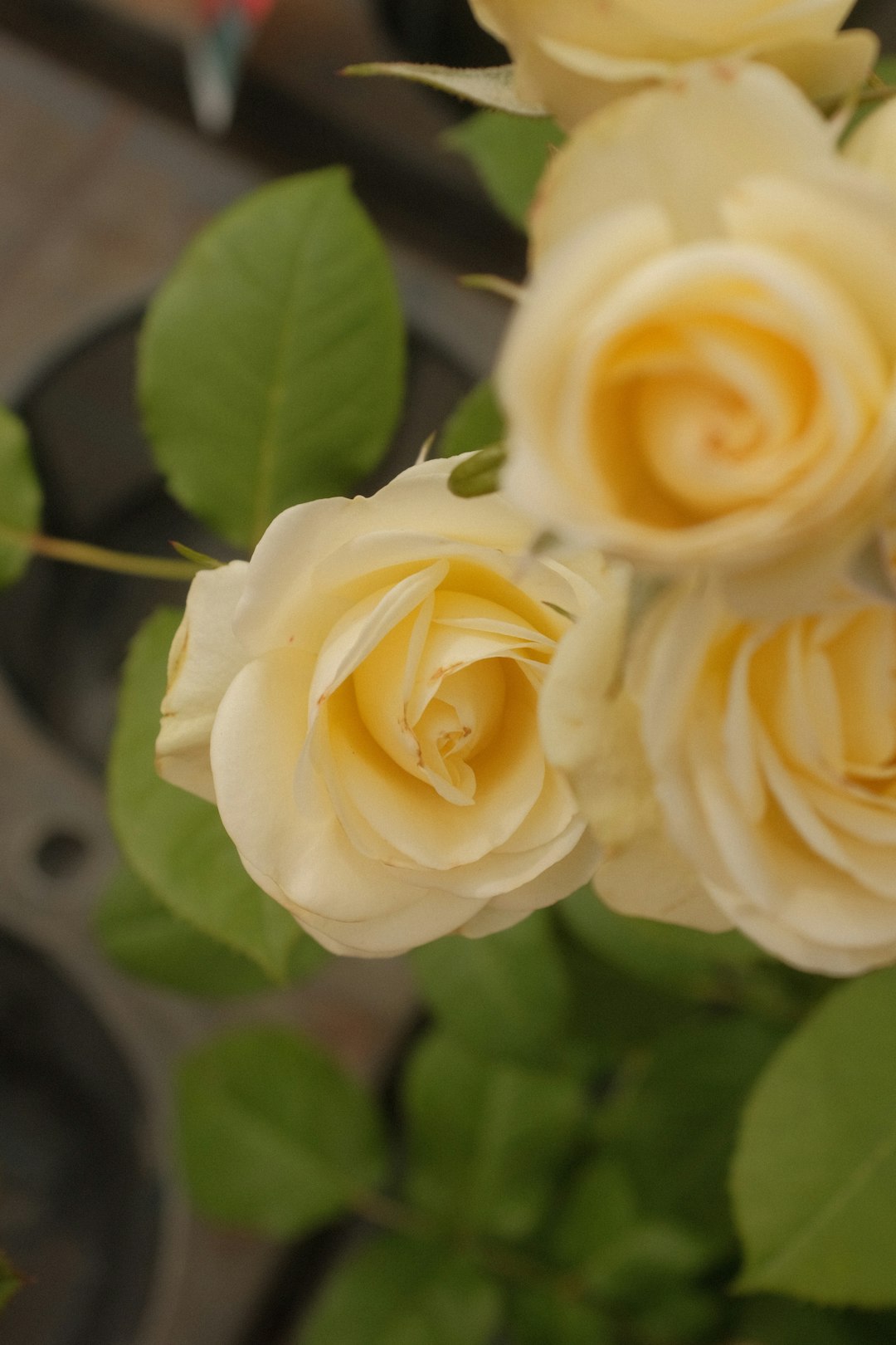 yellow rose in bloom during daytime