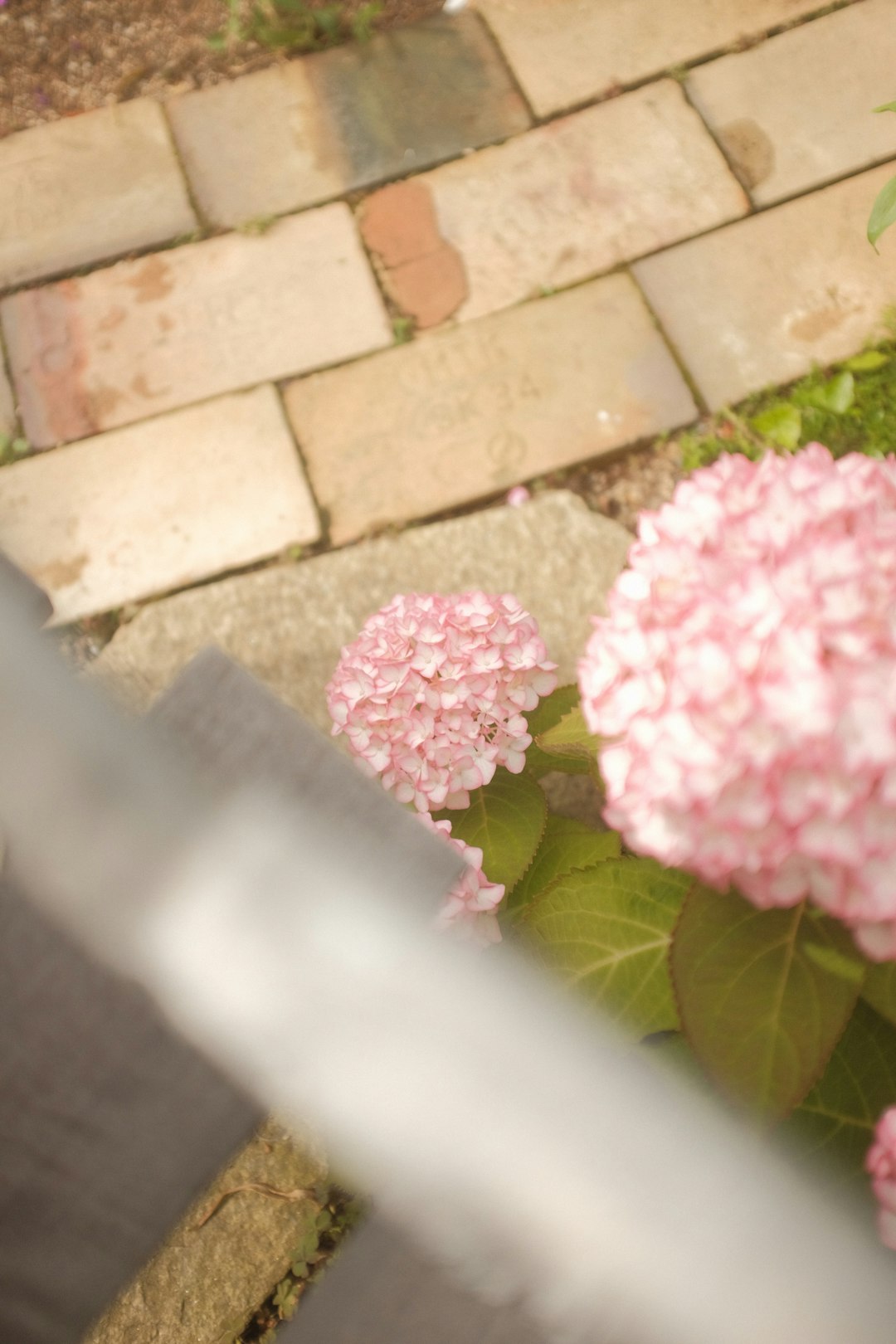 pink and white flower on brown brick wall