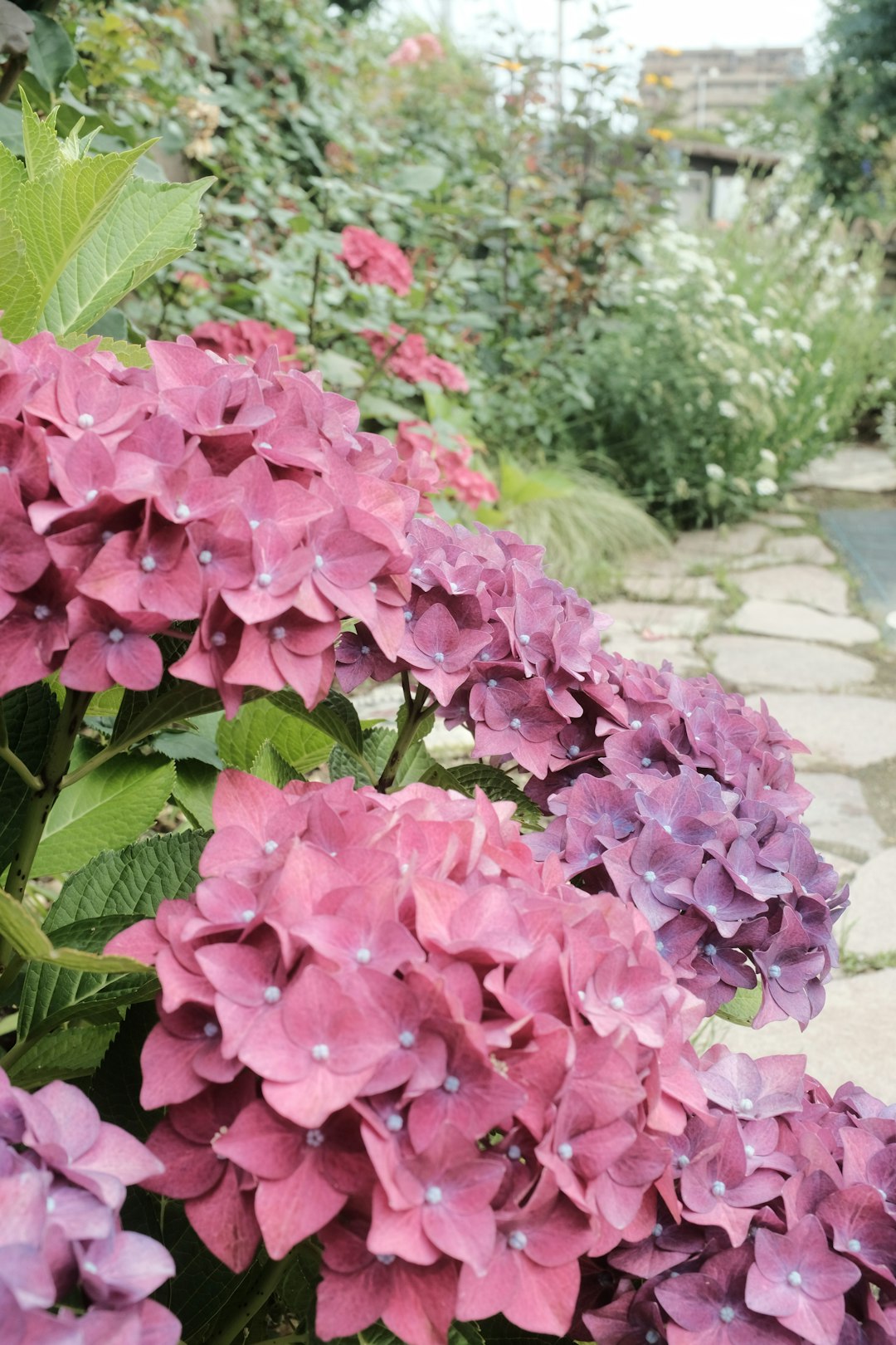 pink flowers with green leaves