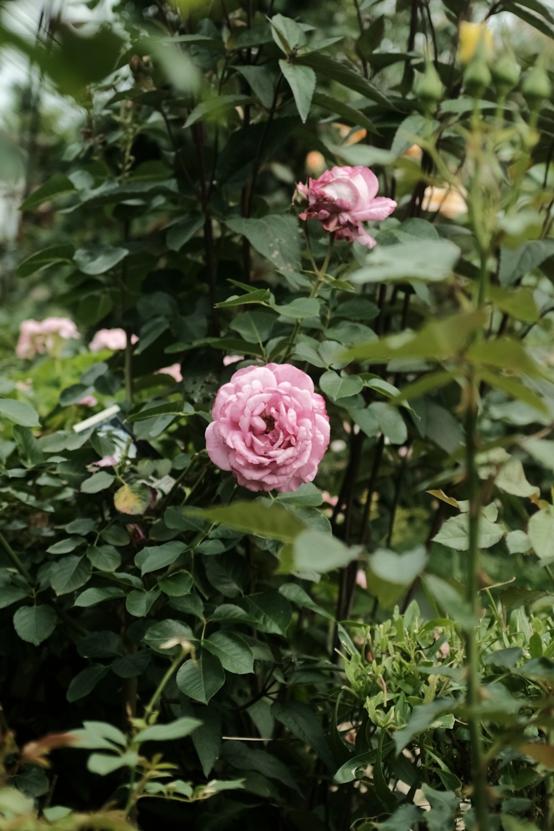 pink rose in bloom during daytime