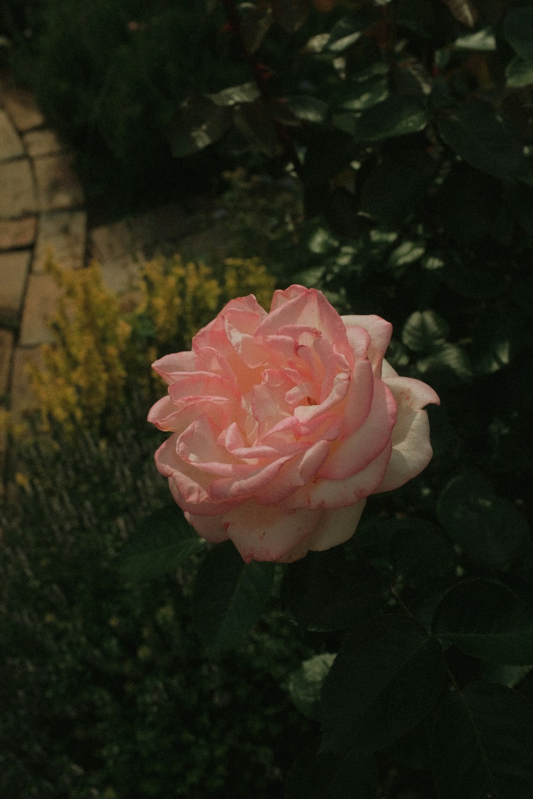 pink rose in bloom during daytime