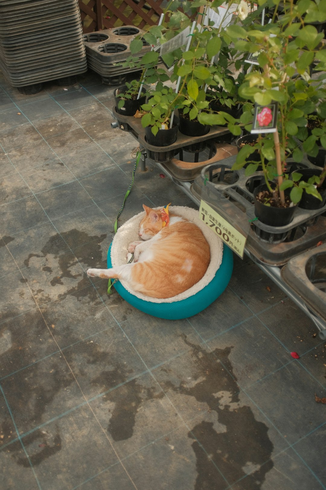 orange tabby cat on blue plastic basin