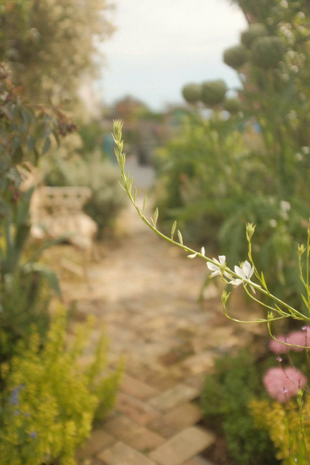 green plant in tilt shift lens